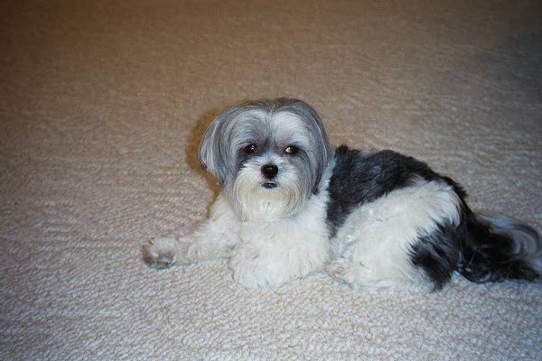 Karma's "big" sister - Bailey