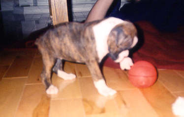 Kasey playing with her ball