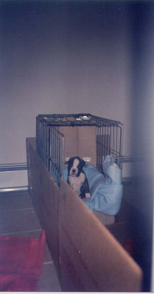 Kasey's new crate