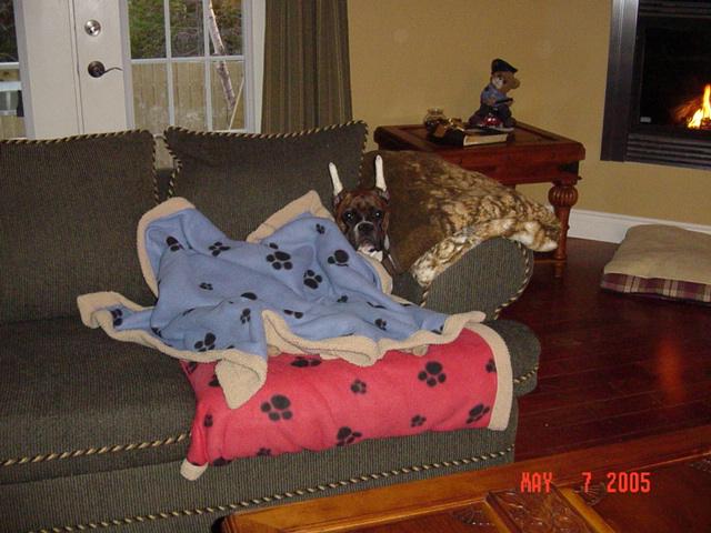 KatoInBlanket