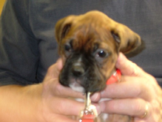 Kaybie (6.5 weeks old)