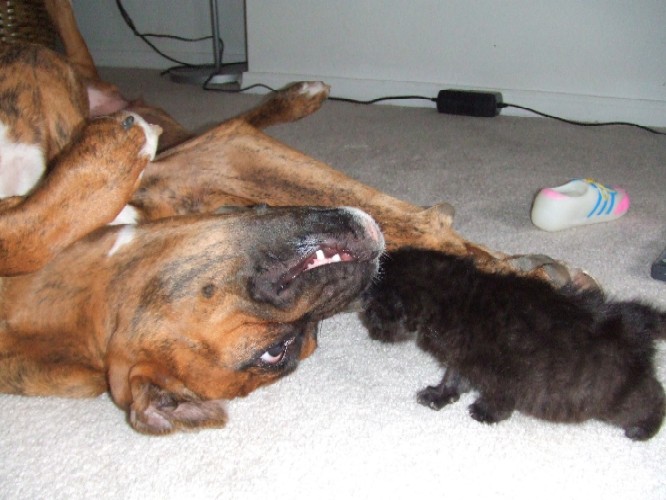 Kaybie being silly with Onyx