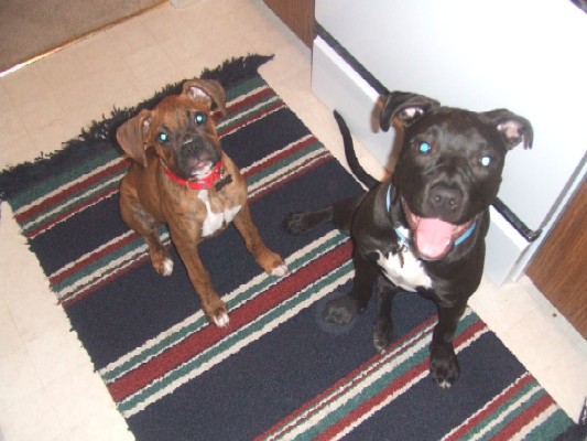 Kaybie (boxer) & Kaylah (pit)