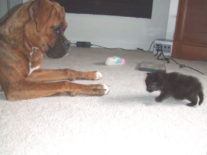 Kaybie & HER foster kitty Onyx