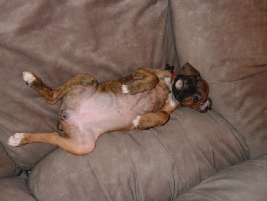 Kaybie laying comfortable! (7 weeks old)