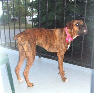 Kaybie on the deck