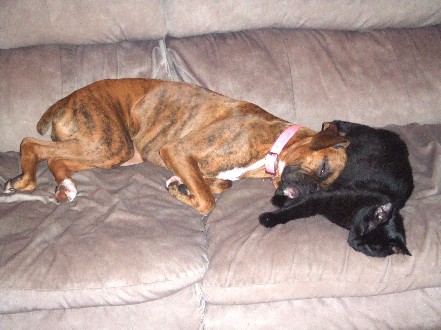 Kaybie & Onyx snuggling