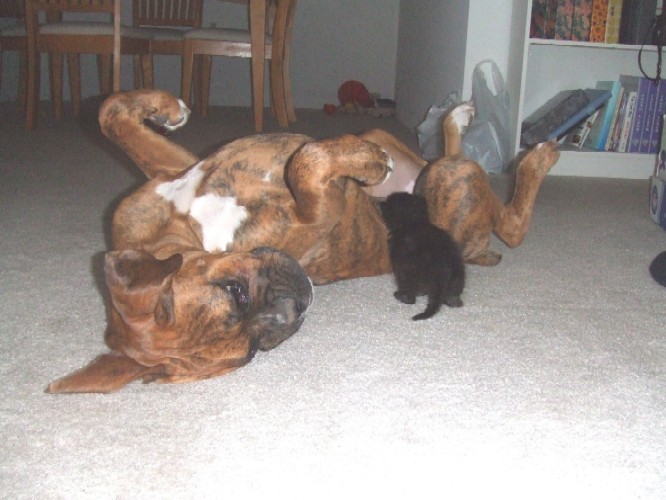 Kaybie playing with Onyx the kitten