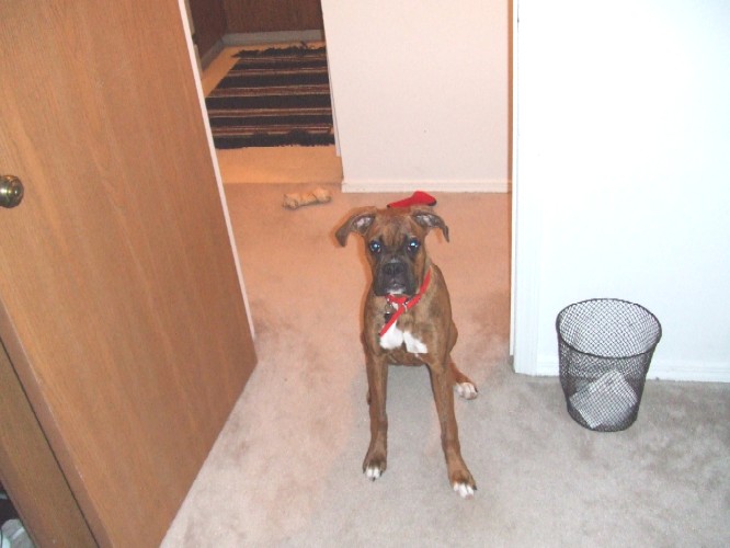 Kaybie sitting pretty (6.5 months old)