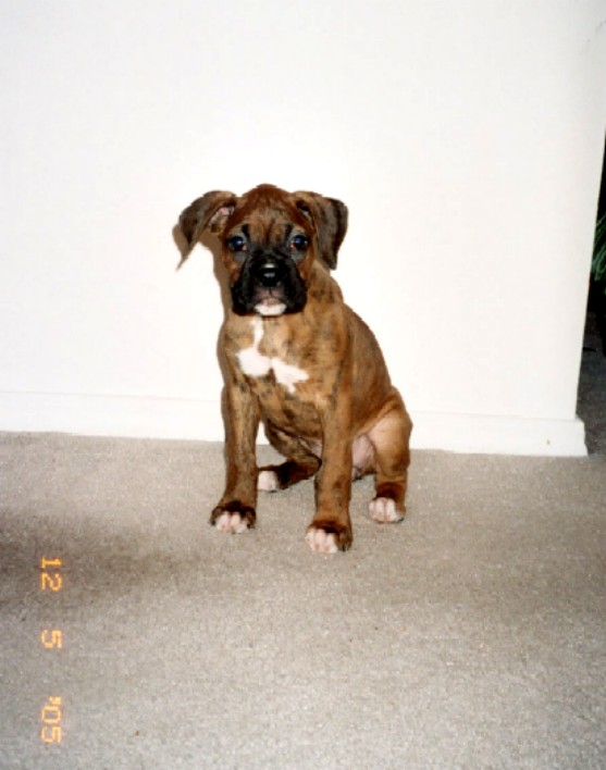 Kaybie Sitting Pretty (9 weeks old)