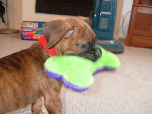 Kaybie w/ her squeaker bone (7 weeks old)