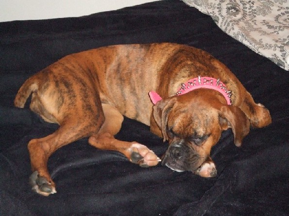 Kaybie's new collar