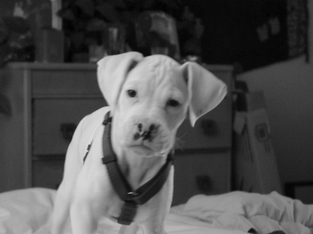Kea @ 10 weeks
