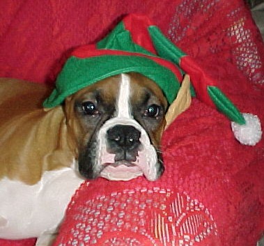 Keebler the impish elf
