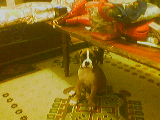 keeroff-8weeks old