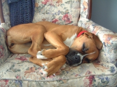 Keeya Sleeping in Chair