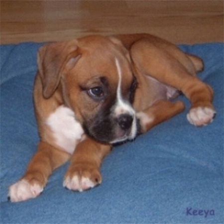 Keeya3