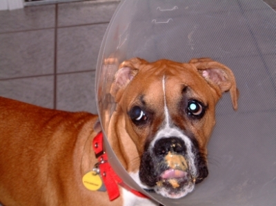 Keeya's cone