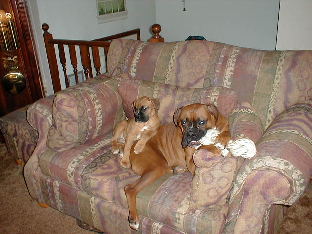 Kellie's Pup's
