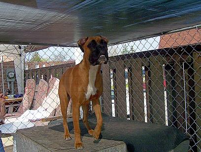 kennel