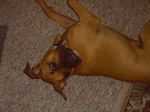Keno -- 6 mos old