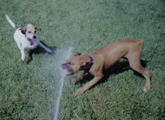 Keno & Daisy playing in the water hose..