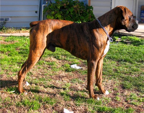 Kenobe looking at a cat