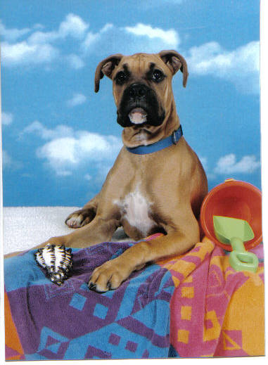 Keno's new Petsmarts Pic...