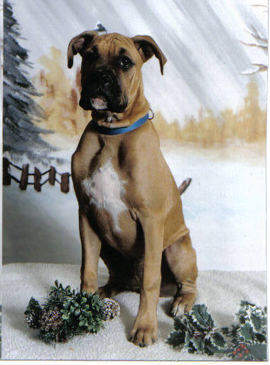 Keno's PetsMarts Pic...
