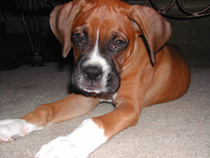 kerouac @ 12 weeks