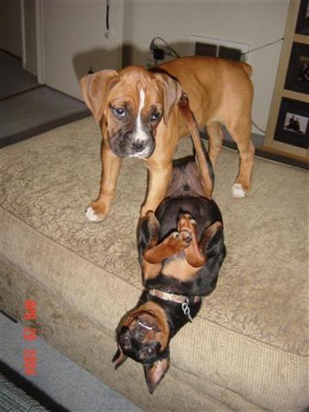 Kevlar the min pin & his new "sister" Siren the boxer