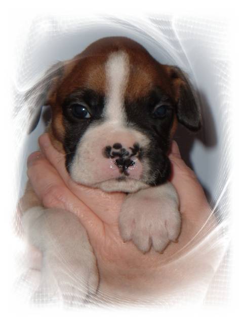Khan4weeks
