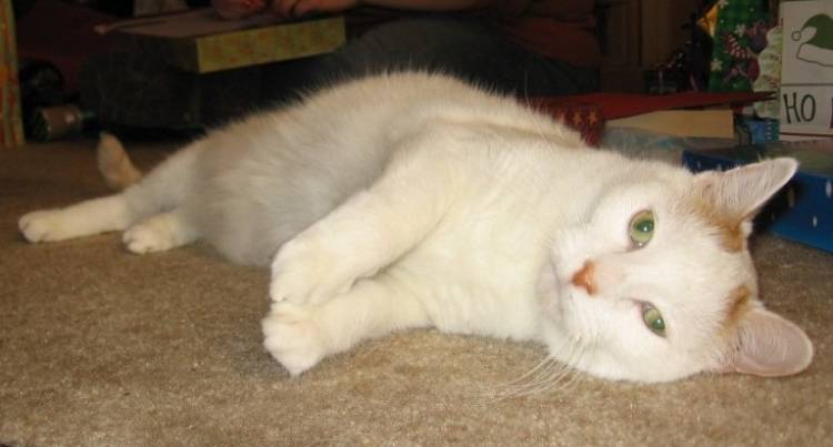 Kibbles
