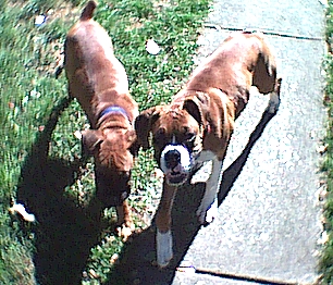 Kiki and Ninja