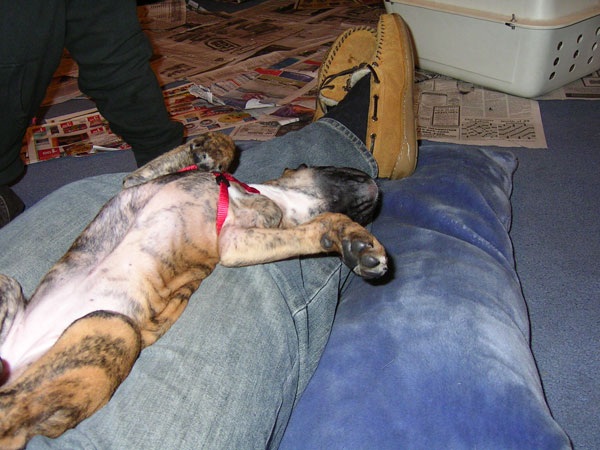 kiki napping again