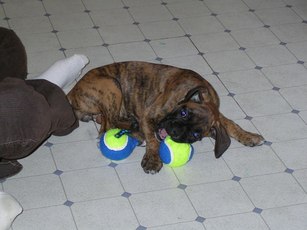 kiki's toy