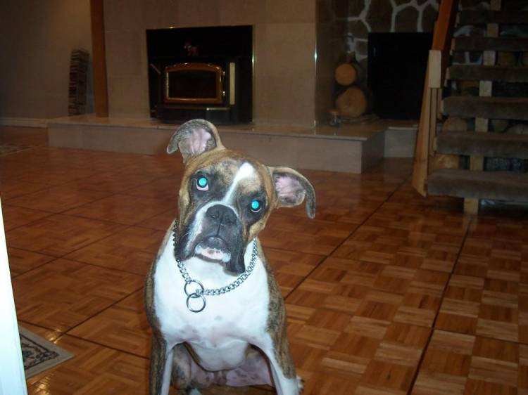 kiko is tired of taking photos..