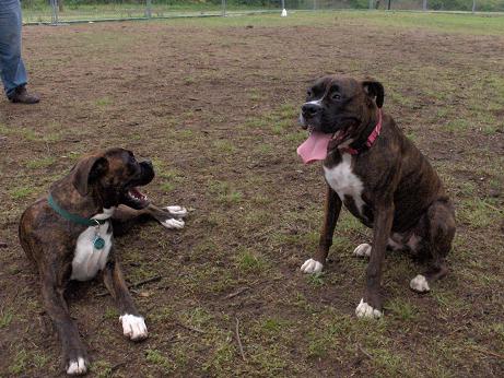 Kilbane and Bradlee - New friends at the Dog Park