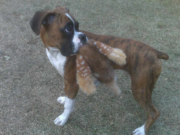 killed the pheasant