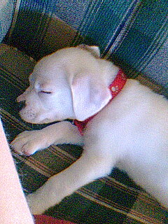 Kilo as a pup