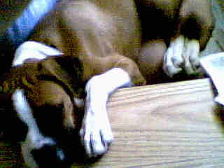 kimber in march