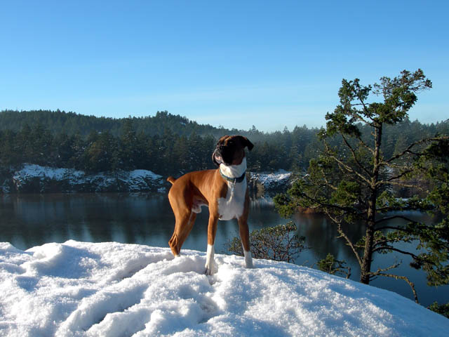 King of the Castle