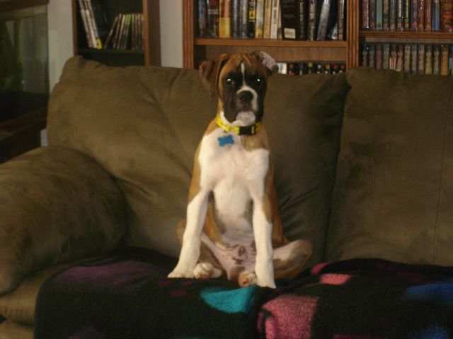 King of the couch