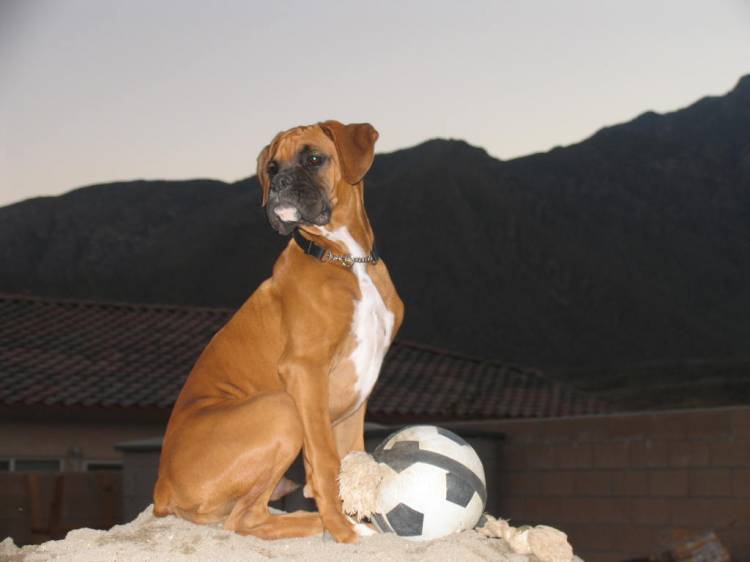 King of the hil