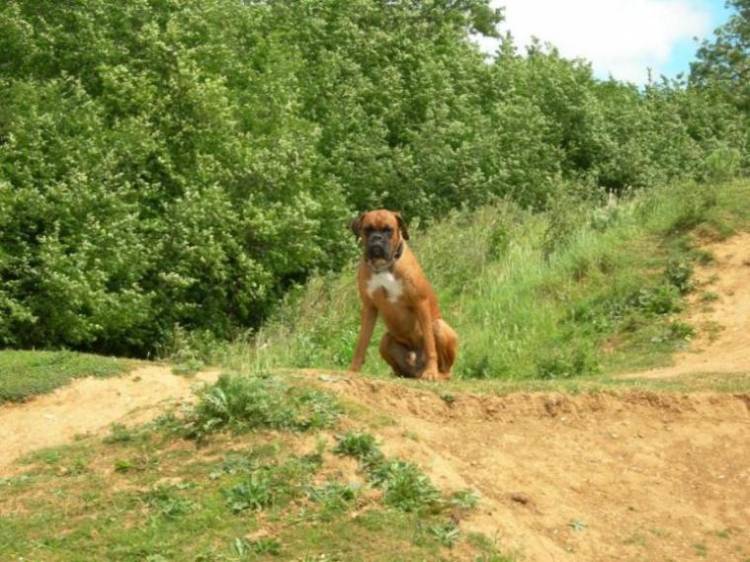 King of the Hill