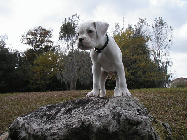 King of the...........rock?