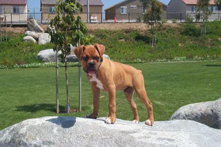 King of the World