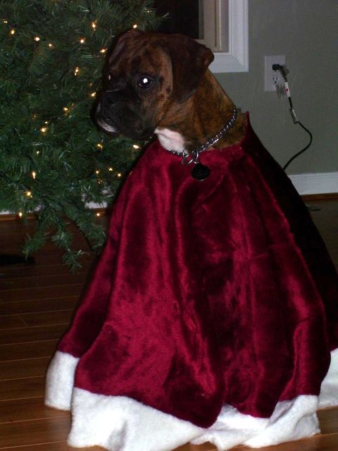 King Spike