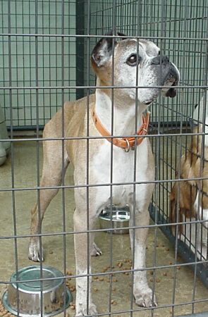 King @ the Animal Shelter