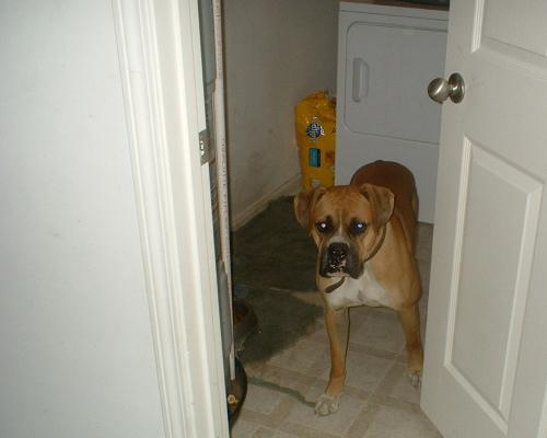 King_of_the_Boxers_2_